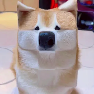 😐 chien, animal, animal de compagnie, cube, carré, drôle, mignon telegram sticker