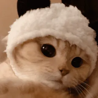 😒 gato, gatito, lindo, mascota, animal, sombrero, adorable telegram sticker