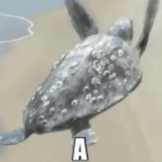🌟 A tortue, animal, plage, tortue marine, reptile telegram sticker