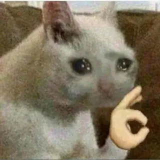 😩 gato, llorando, ok telegram sticker