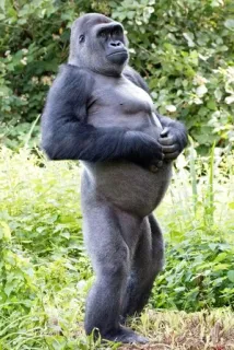 🌚 Gorilla, Scimmia, Animale, Fauna selvatica, Natura, Primate, Mammifero telegram sticker