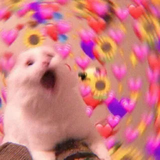 💖 고양이, 밈, 웃긴, 하트, 해바라기, 신나는, 동물 telegram sticker