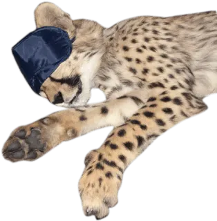 🌅 cheetah, sleeping, animal, cat, blindfold whatsapp sticker