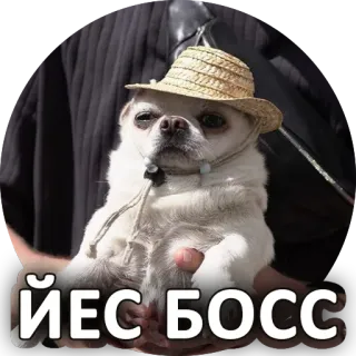 👌 ЙЕС БОСС cane, cappello, chihuahua, capo, sì, animale, animale domestico, adesivo whatsapp sticker