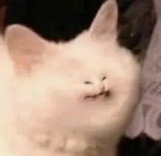😶 gatto, animale, animale domestico, gatto bianco, divertente, meme telegram sticker
