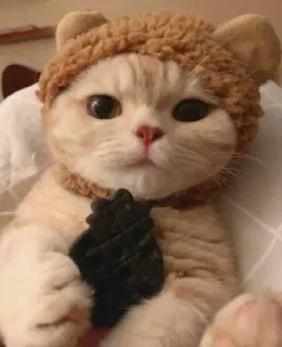 😻 gato, fofo, animal, animal de estimação, chapéu, urso telegram sticker