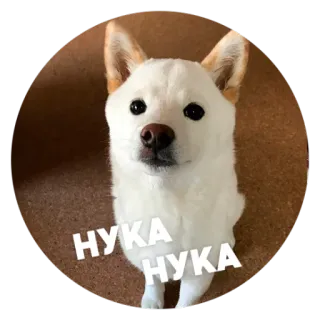 😑 НУКА НУКА 犬, 柴犬, かわいい, ペット, 動物, ロシア, テキスト telegram sticker
