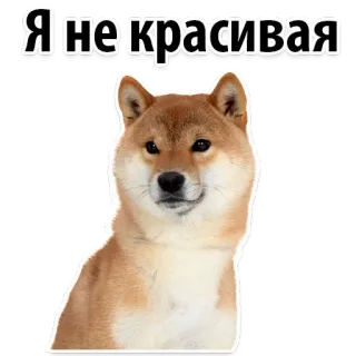 😭 Я не красивая dog, shiba inu, sticker, cute, funny telegram sticker