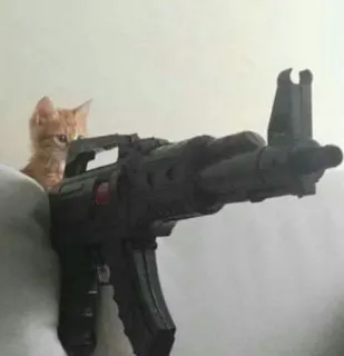 🎀 cat, gun, weapon, kitten, animal whatsapp sticker