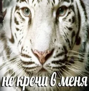 🥺 НЕ КРЕЧИ В МЕНЯ tigre branco, animal, meme, engraçado, tigre, texto, russo whatsapp sticker