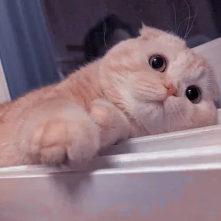 🐱 고양이, 귀여운, 애완동물, 동물, 고양이과, 집고양이, 스코티쉬 폴드 telegram sticker