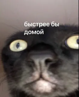 😐 быстрее бы домой kot, mem, rosyjski, tekst, zwierzę, humor telegram sticker