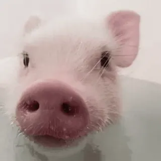 🐷 heo, động vật, dễ thương, tắm, vật nuôi, heo con, động vật có vú telegram sticker