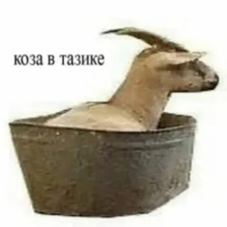 🤤 коза в тазике capra, lavabo, animale, animale domestico telegram sticker