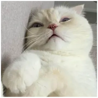 순무 SoonMoo telegram stickers