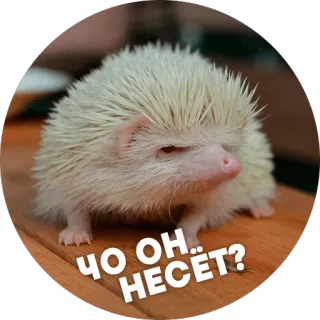 😑 ЧО ОН... НЕСЁТ? animal, hérisson telegram sticker