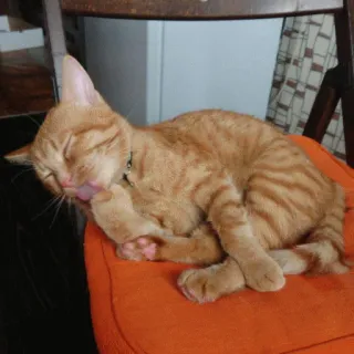🤣 kucing, anak kucing, menjilat, oranye, hewan peliharaan, binatang, kucing domestik telegram sticker