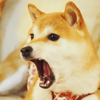 😱 dog, shiba inu, yawning, animal, pet telegram sticker