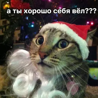 🥸 а ты хорошо себя вёл??? cat, santa, christmas, russian, question telegram sticker