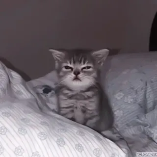 💗 котёнок, кот, животное, кровать, милый, серый полосатый telegram sticker