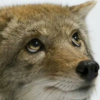🙁 coyote, animale, mammifero, fauna selvatica, natura telegram sticker