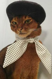🖤 kot, beret, szalik, zwierzę domowe, zwierzę, słodki telegram sticker