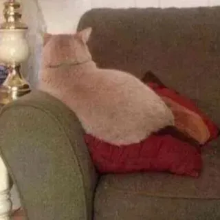😶 猫, 動物, ペット, ソファ, 休憩, 飼い猫 telegram sticker