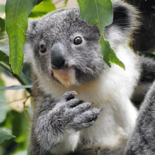 🐨 koala, animal, marsupial, wildlife, nature, australia, cute, tree, leaves telegram sticker