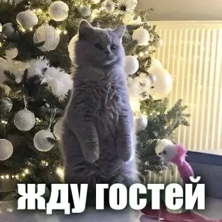 🌟 ЖДУ ГОСТЕЙ cat, christmas tree, waiting, guests, animal, holiday telegram sticker