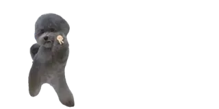 ✌️ dog, poodle, Demisexual flag, pride flag, demisexual telegram sticker