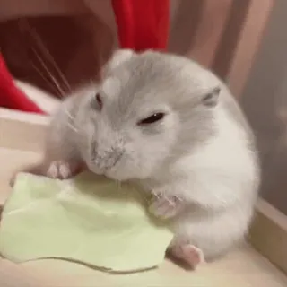 🥟 ハムスター, 可愛い, 動物, ペット, げっ歯類, 食べる, 愛らしい telegram sticker