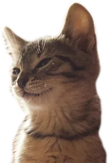 😏 cat, kitten, animal, pet, domestic cat, feline, mammal, cute telegram sticker