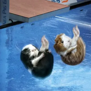 🏊‍♀️ guinea pigs, diving, swimming, pool, cute, animals telegram sticker