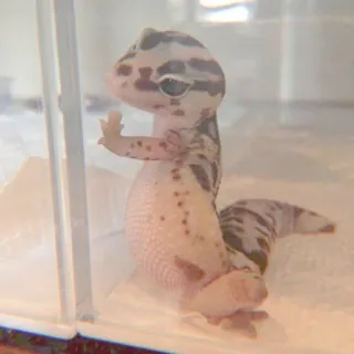 🦎 gecko, lagarto, dedo do meio, animal, réptil, animal de estimação telegram sticker