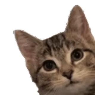🐈