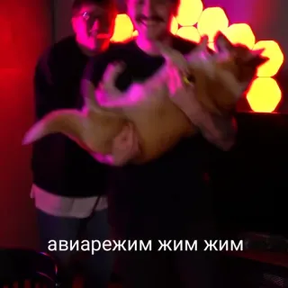 ✈️ авиарежим жим жим dog, people, indoor telegram sticker