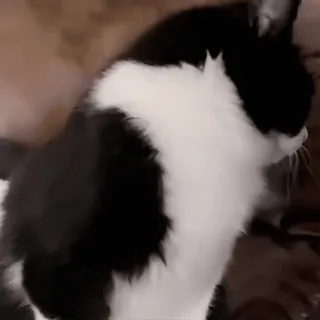 🤩 gato, animal, animal doméstico, mascota, gato blanco y negro whatsapp sticker