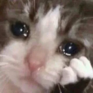 😥 chat, pleure, triste, mème, animal telegram sticker