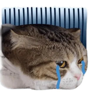 😢 cat, crying, sad, animal, pet, meme telegram sticker