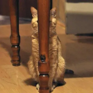 🪐 cat, animal, table, pet, furniture, domestic animal telegram sticker