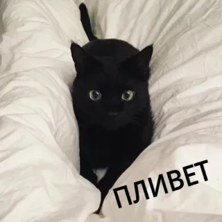 ☺️ ПЛИВЕТ gatto, gatto nero, russo, animale, animale domestico whatsapp sticker