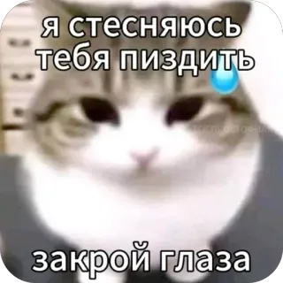 😅 Я стесняюсь тебя пиздить закрой глаза gato, texto, adesivo, russo, engraçado, meme, ofensivo telegram sticker