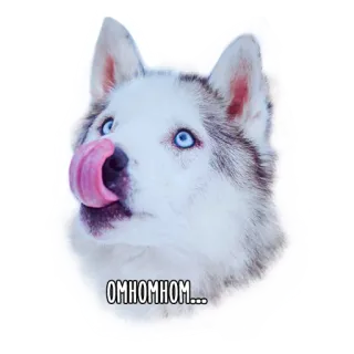 😋 OMHOMHOM... dog, husky, cute, animal, pet, tongue, licking telegram sticker