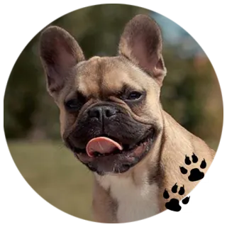 😏 Hund, Französische Bulldogge, süß, Tier, Haustier, Welpe whatsapp sticker