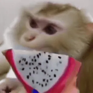 🌟 macaco, pitaya, fruta, animal, primata, comida telegram sticker
