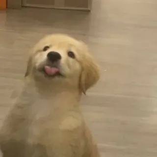 🥺 perro, lindo, golden retriever, cachorro, animal, lengua telegram sticker
