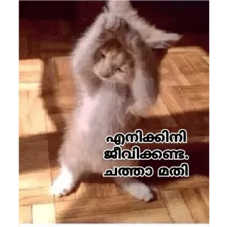 😞 എനിക്കിനി ജീവിക്കണ്ട. ചത്താമതി kat, verdrietig, kitten, Malayalam, grappig telegram sticker