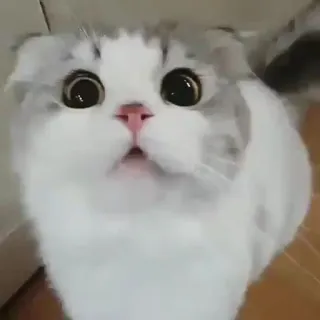 😯 mèo, dễ thương, động vật, thú cưng, động vật có vú telegram sticker