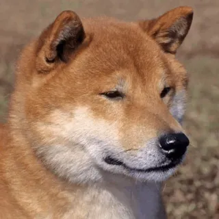 🐕 perro, shiba inu, mascota, animal, mamífero, retrato whatsapp sticker
