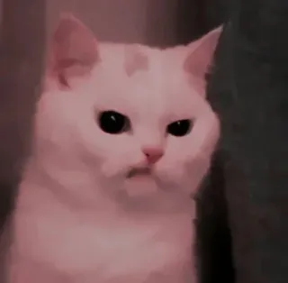 😒 кот, злой, смешной, мем, белый кот, животное telegram sticker
